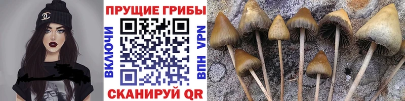 Псилоцибиновые грибы GOLDEN TEACHER Чердынь
